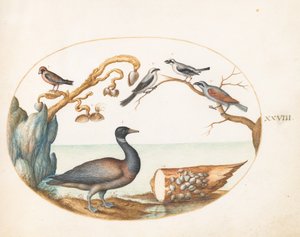 Placa 28: Ganso de Barnacla con Alcaudones y Otras Aves de Joris Hoefnagel