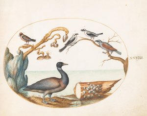 Lámina 28: Barnacla cariblanca con alcaudones y otras aves de Joris Hoefnagel