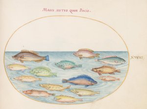 Plato 28: Besugo(?) y otros peces de Joris Hoefnagel