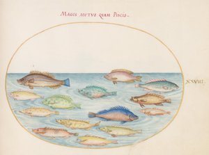 Lámina 28: Dorada(?) y otros peces de Joris Hoefnagel