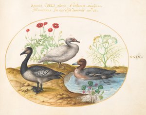 Plato 29: Gansos con Amapolas y un Ciclámen