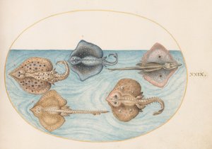  de Joris Hoefnagel