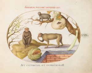 Placa 29: Dos monos, un "Arctopithecus" (¿perezoso?) y fruta de Joris Hoefnagel