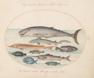 Placa 2: Cachalote, Esturión, Tiburón y Otros Peces de Joris Hoefnagel
