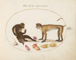 Lámina 30: Dos monos de Joris Hoefnagel