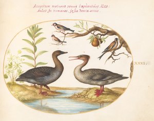 Placa 31: Pato, serreta y tres jilgueros de Joris Hoefnagel