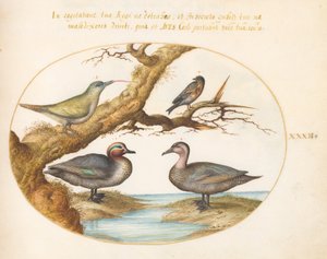Placa 32: Un cerceta de alas verdes, un pájaro carpintero verde juvenil y dos aves más de Joris Hoefnagel