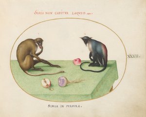 Plato 32: Dos monos en una mesa de Joris Hoefnagel
