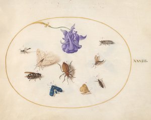Placa 33: Polilla y Mariposa con otros Insectos y una Flor de Aquilegia de Joris Hoefnagel