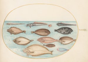 Placa 33: Lenguado y otros peces planos con pez cinta(?) de Joris Hoefnagel