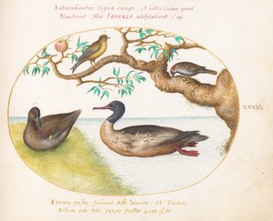 Plato 35: Hembra de cerceta de alas verdes, serreta mediana (¿?), gorrión y un verderón (¿?) de Joris Hoefnagel