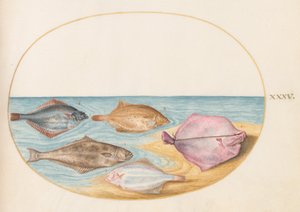 Placa 35: Los Lados Inferiores del Rodaballo(?) y Otros Peces Planos de Joris Hoefnagel