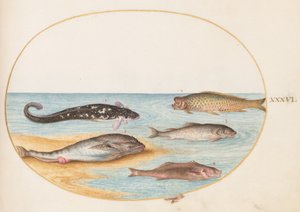 Lámina 36: Cinco peces, incluidos carpas(?) de Joris Hoefnagel