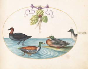 Lámina 36: Pato de pecho rojo, cuchara y dos aves acuáticas con alcachofas de Joris Hoefnagel