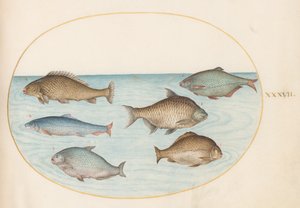Plato 37: Seis peces, incluyendo carpas