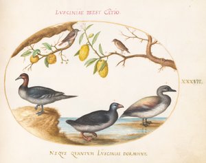 Placa 37: Tres aves acuáticas con dos pájaros posados en árboles cítricos
