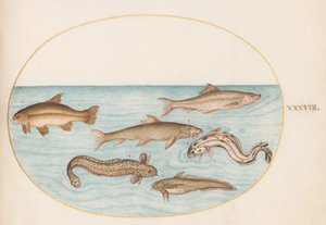 Lámina 38: lota, brótola y otros peces de Joris Hoefnagel