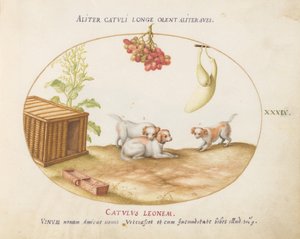 Plato 39: Tres Cachorros con una Caja y un Racimo de Uvas de Joris Hoefnagel
