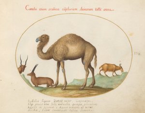 Placa 3: Camello, íbice y cabra de Joris Hoefnagel