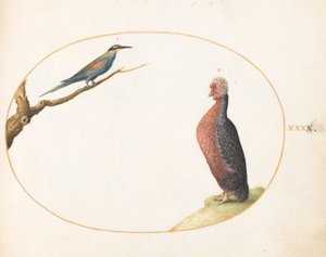 Plato 40: Abejaruco Europeo y Pollo Exótico de Joris Hoefnagel