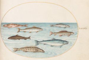 Plato 40: Salmón, Trucha y Peces de Agua Dulce(?)