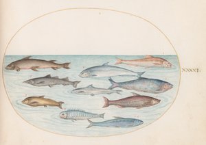 Lámina 41: Corégonos(?) y otros peces de Joris Hoefnagel