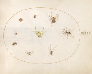Placa 41: Araña amarilla rodeada de ocho arañas de Joris Hoefnagel