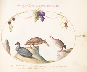 Placa 42: Dos gansos grises con un tercer pájaro y uvas colgantes de Joris Hoefnagel
