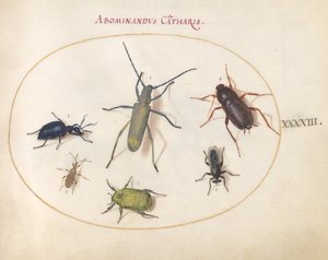 Placa 43: Un escarabajo de cuerno largo dorado(?), escarabajo de tanaceto(?), cucaracha, chinche de patas de hoja y otros insectos de Joris Hoefnagel