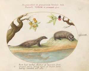 Plato 43: Mangosta y Tejón con Árboles Frutales de Joris Hoefnagel
