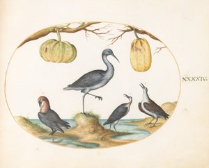 Placa 44: Aguja colinegra(?) y correlimos con dos calabazas de Joris Hoefnagel