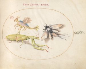 Placa 44: Mantis y efímera con un insecto imaginario de Joris Hoefnagel