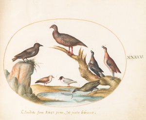 Placa 45: Gaviotas y otras aves en la orilla