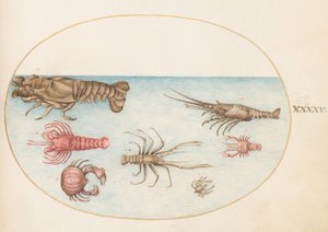 Placa 45: Langosta, Squilla Mantis y otros crustáceos de Joris Hoefnagel