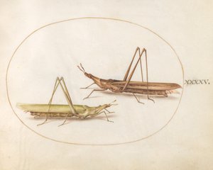 Placa 45: Dos saltamontes de cabeza larga(?) de Joris Hoefnagel