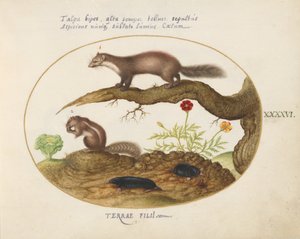 Placa 46: Marta de piedra, ardilla listada y topos con una caléndula y lechuga de Joris Hoefnagel