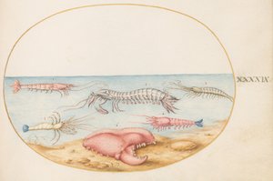  de Joris Hoefnagel