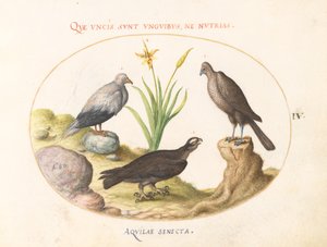 Lámina 4: Un buitre egipcio, un azor del norte (?), y un "Aquila Heteropode" (¿Águila de dedos cortos?) de Joris Hoefnagel