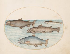 Plato 4: Cuatro salmones de Joris Hoefnagel