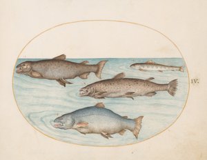 Lámina 4: Cuatro salmones de Joris Hoefnagel