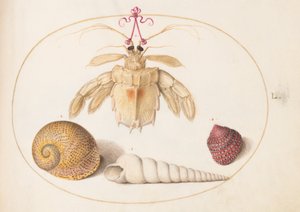 Placa 50: Un cangrejo ermitaño muerto con conchas de caracol torre de Joris Hoefnagel