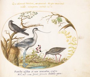 Placa 50: Una avoceta con dos aves más