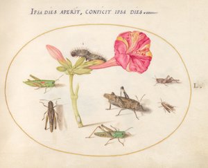 Placa 50: Saltamontes, una oruga y un insecto escama con una flor de las cuatro en punto