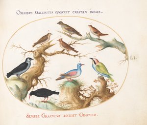 Placa 51: Pico cruzado, chova, abejaruco y otras aves de Joris Hoefnagel