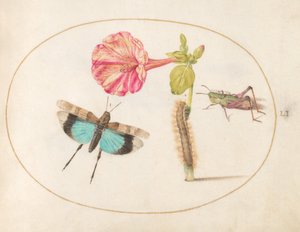 Placa 51: Saltamontes y una Oruga con una Flor de las Cuatro en Punto