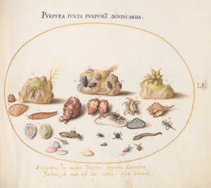 Placa 51: Moluscos Murex, Conchas, Cangrejos Ermitaños, una Babosa, Insectos y Otra Vida Marina de Joris Hoefnagel