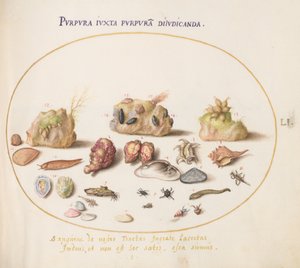 Lámina 51: moluscos murex, conchas, cangrejos ermitaños, una babosa, insectos y otra vida marina de Joris Hoefnagel