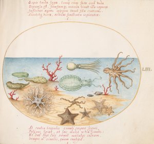 Placa 53: Pepinos de mar, coral, pulpo, estrella de mar, calamar y otras criaturas marinas de Joris Hoefnagel