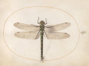  de Joris Hoefnagel