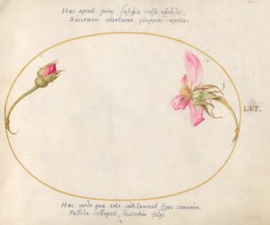Placa 56: Un capullo de rosa y una rosa rosa desintegrándose de Joris Hoefnagel